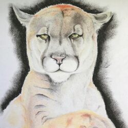 Mountain Lion Drawing Image