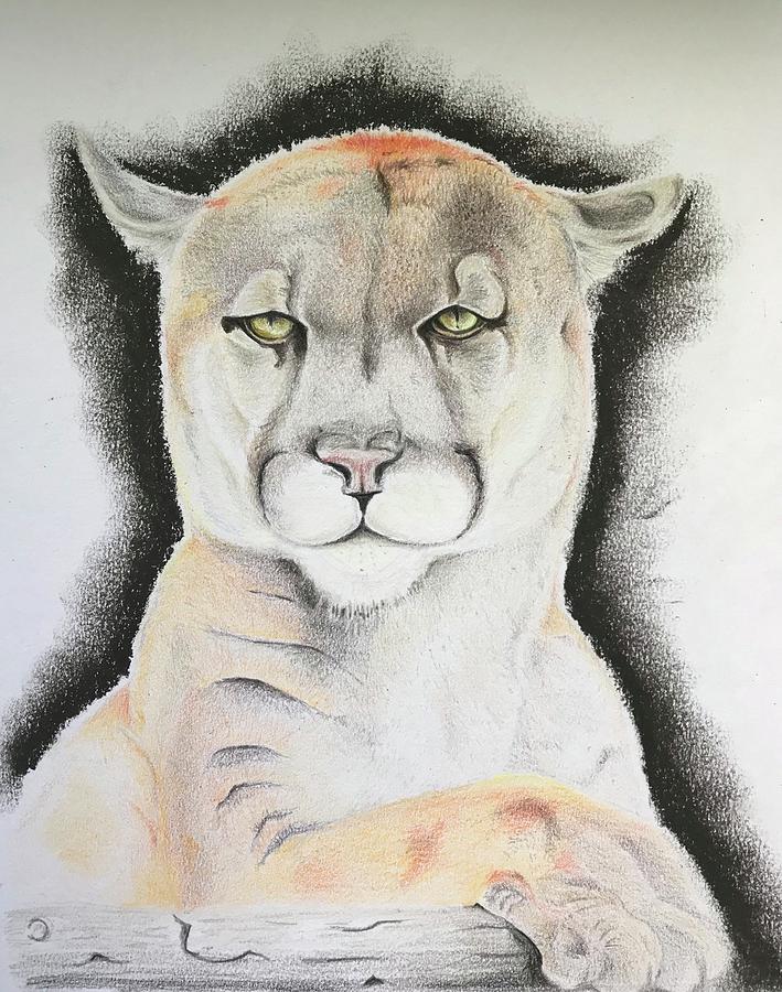 Mountain Lion Drawing Image