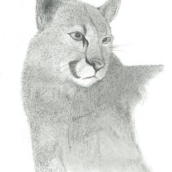 Mountain Lion Drawing Photo
