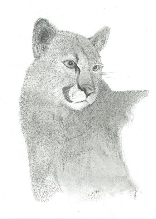 Mountain Lion Drawing Photo