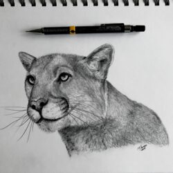 Mountain Lion Drawing Picture