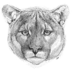 Mountain Lion Drawing Professional Artwork
