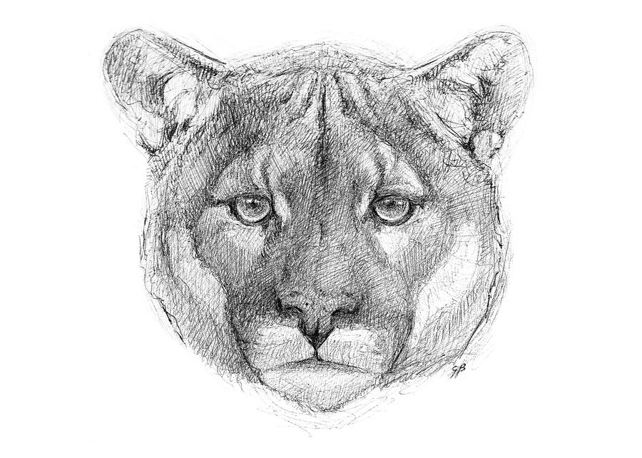 Mountain Lion Drawing Professional Artwork