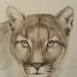 Mountain Lion Drawing Sketch