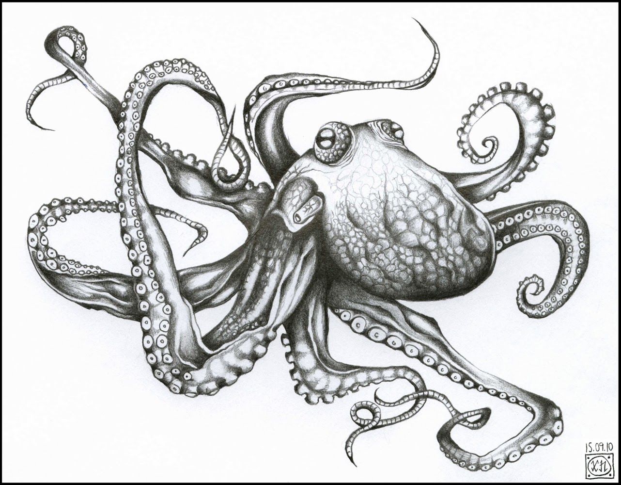 Octopus Tentacles Drawing Realistic Sketch