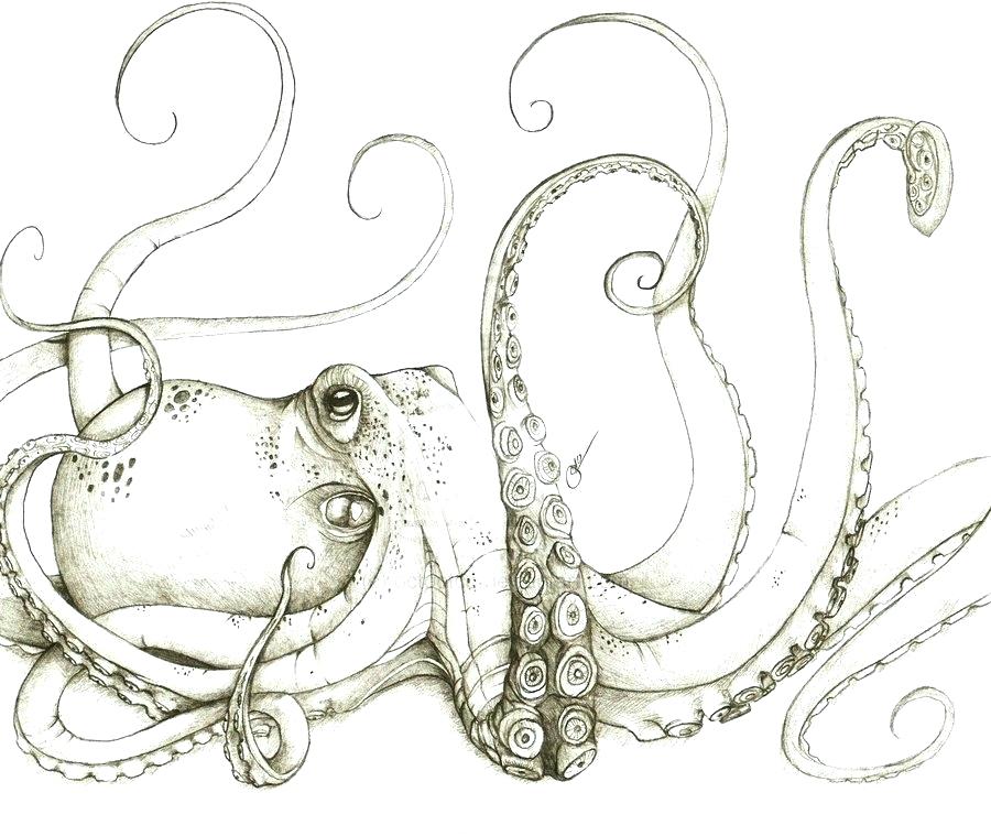 Octopus Tentacles Drawing Stunning Sketch
