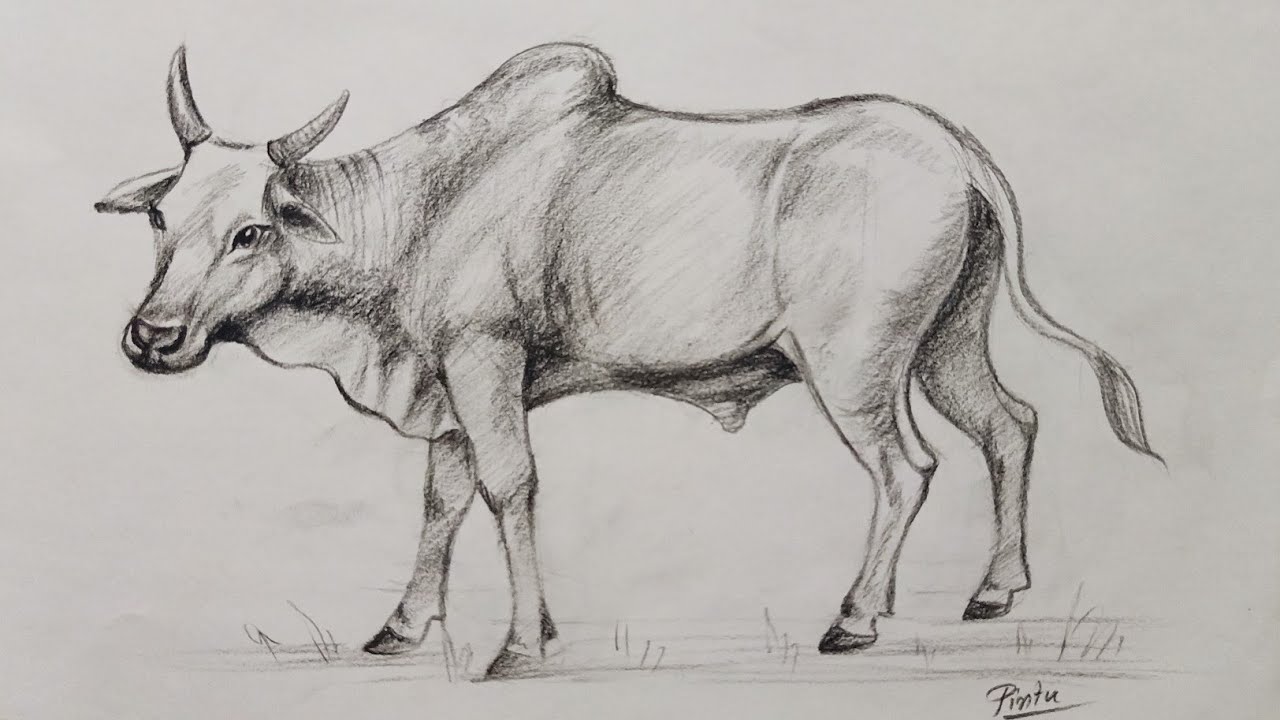 Ox Drawing Image