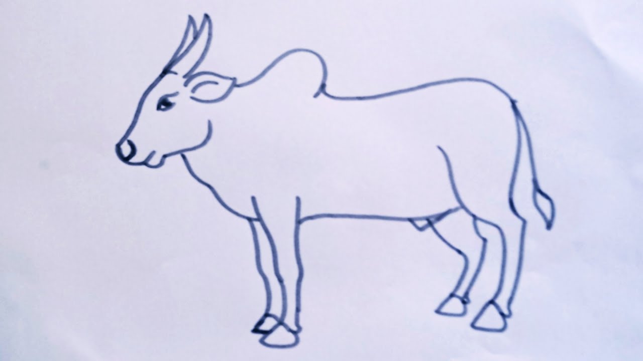 Ox Drawing Photo