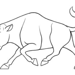 Ox Drawing Sketch