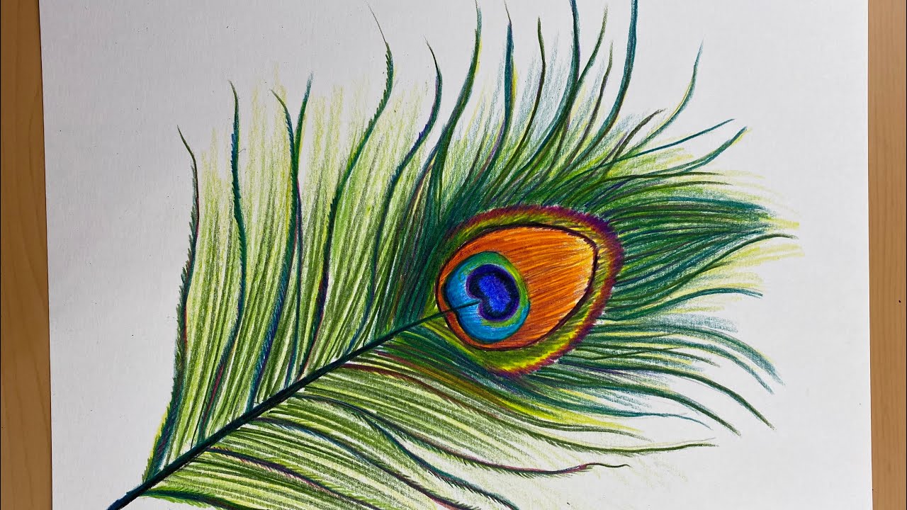Peacock Feather Drawing Amazing Sketch