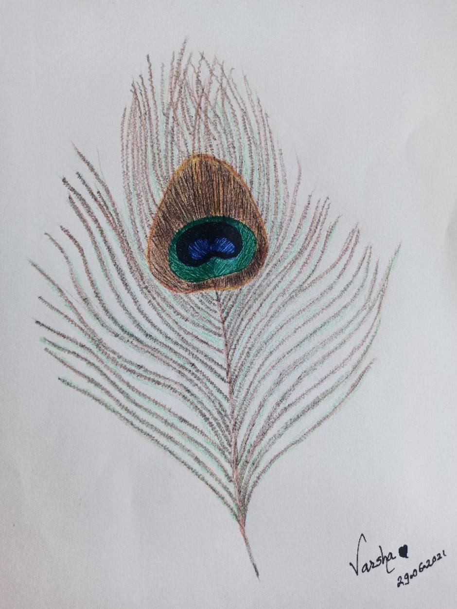 Peacock Feather Drawing Creative Style