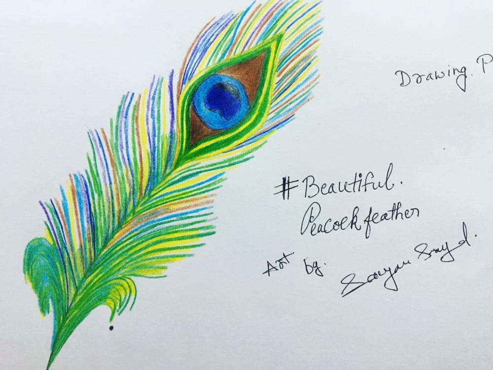 Peacock Feather Drawing Fine Art