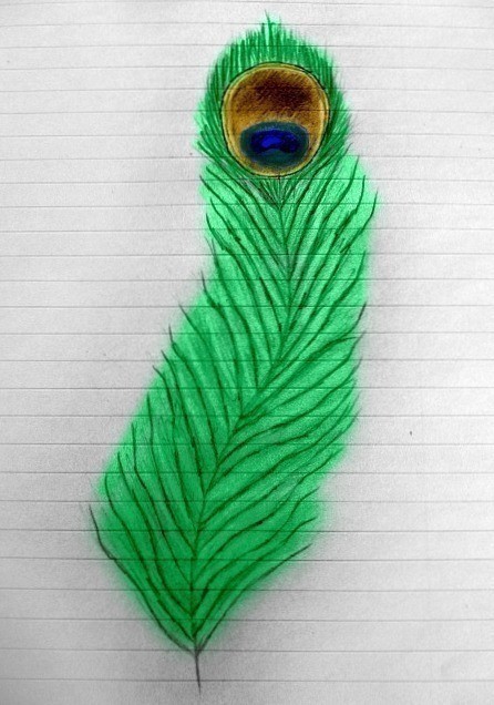Peacock Feather Drawing Hand drawn