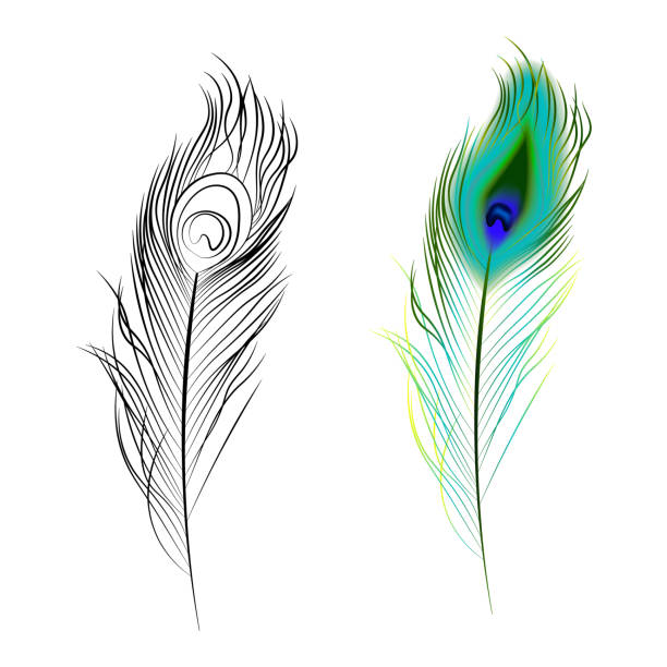 Peacock Feather Drawing Sketch