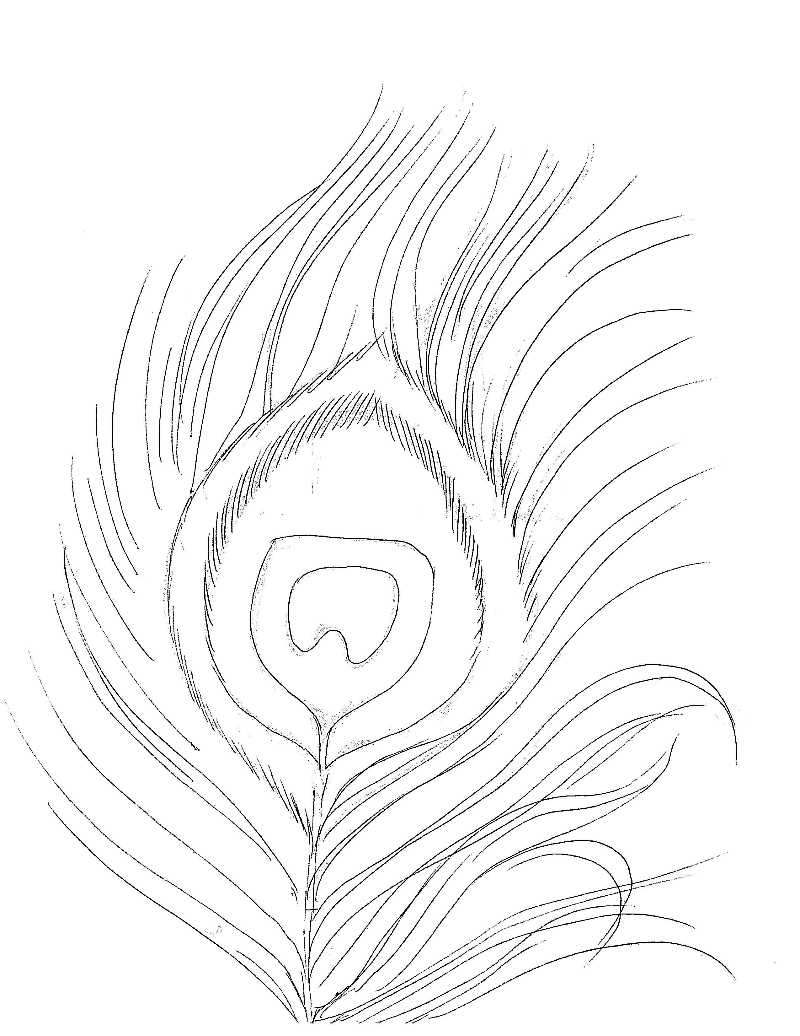 Peacock Feather Drawing