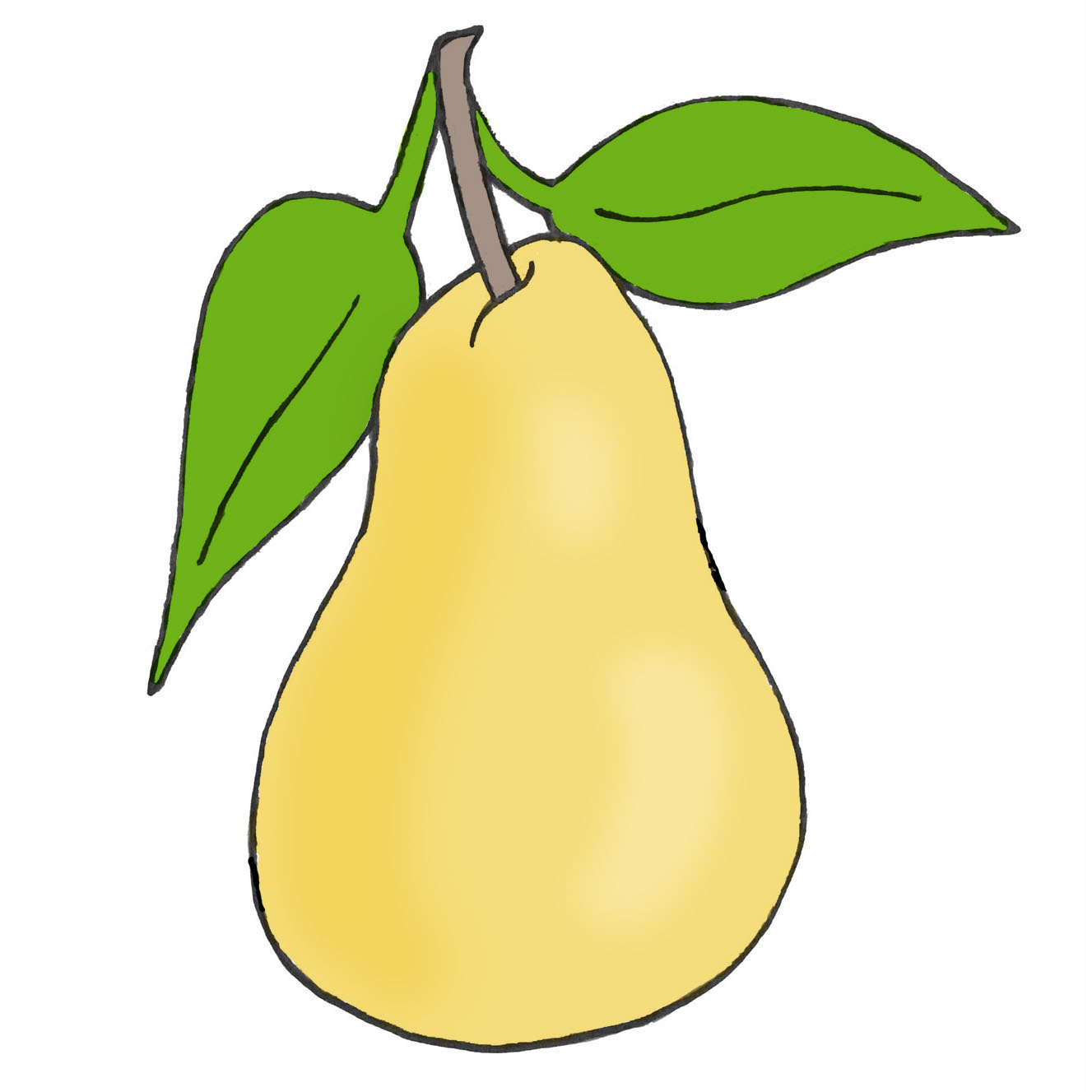 Pear Drawing Detailed Sketch