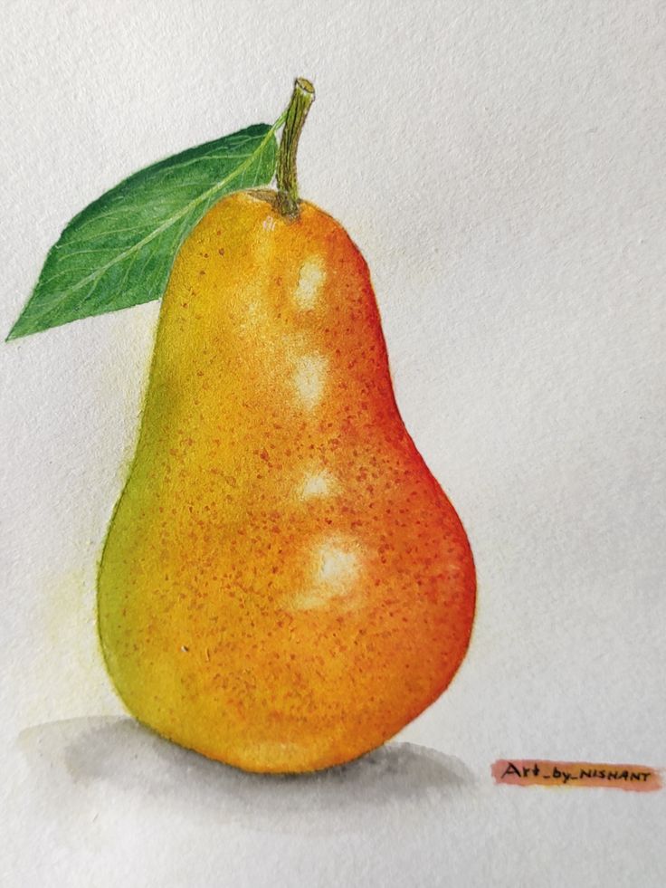 Pear Drawing Professional Artwork