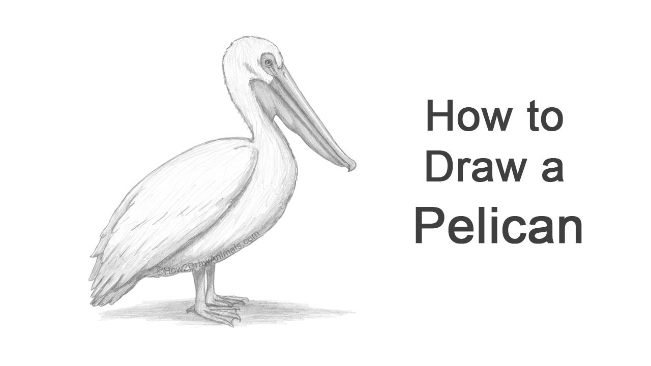 Pelican Drawing Amazing Sketch