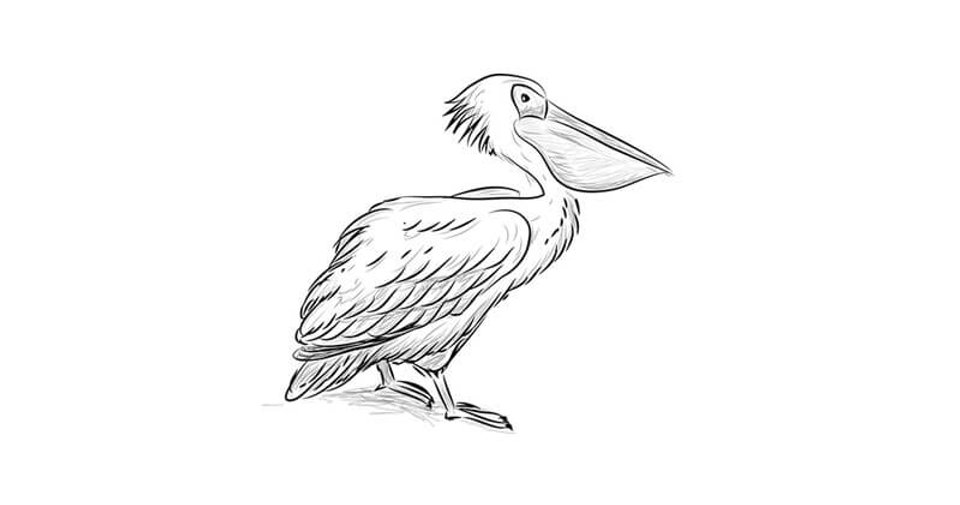 Pelican Drawing Art