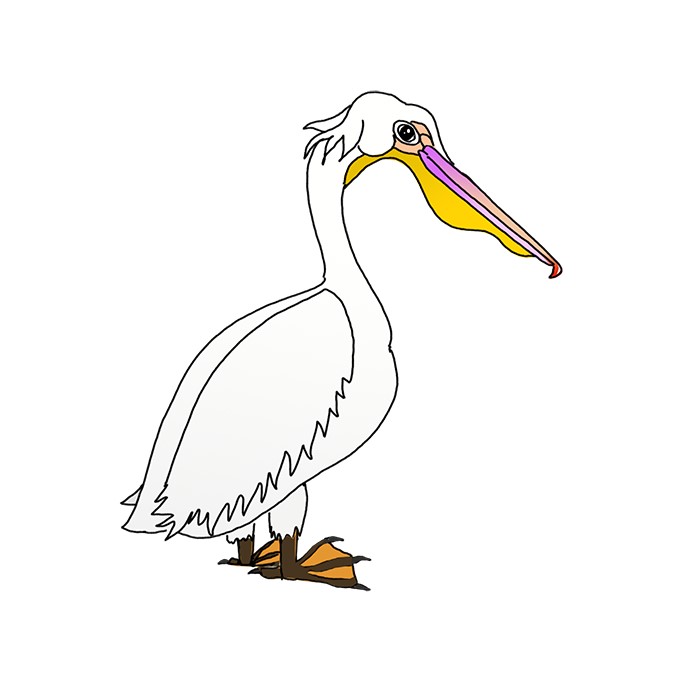 Pelican Drawing Modern Sketch