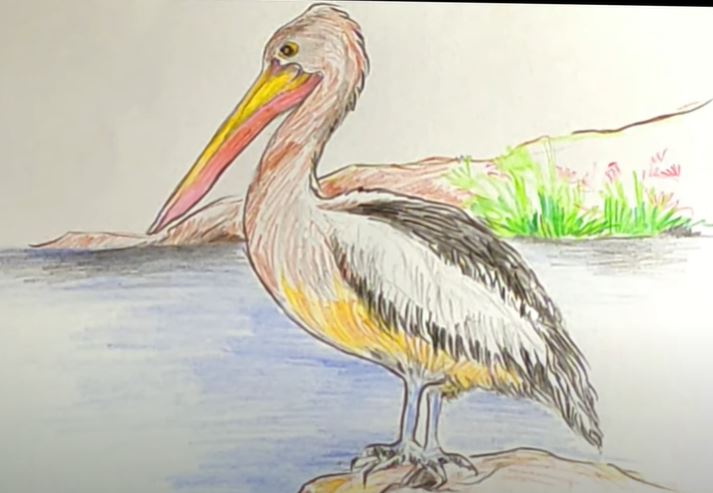 Pelican Drawing Realistic Sketch