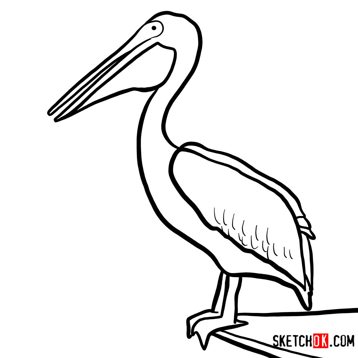 Pelican Drawing Stunning Sketch