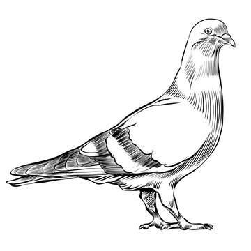 Pigeon Drawing Hand drawn Sketch