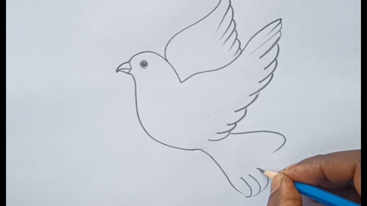Pigeon Drawing Hand drawn