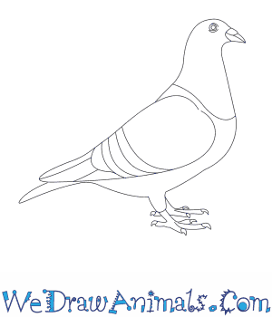 Pigeon Drawing Modern Sketch