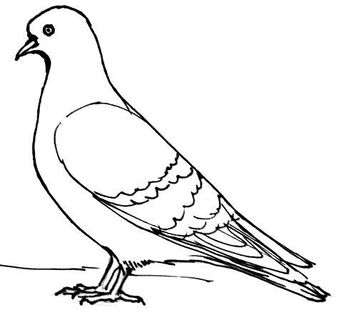 Pigeon Drawing Stunning Sketch