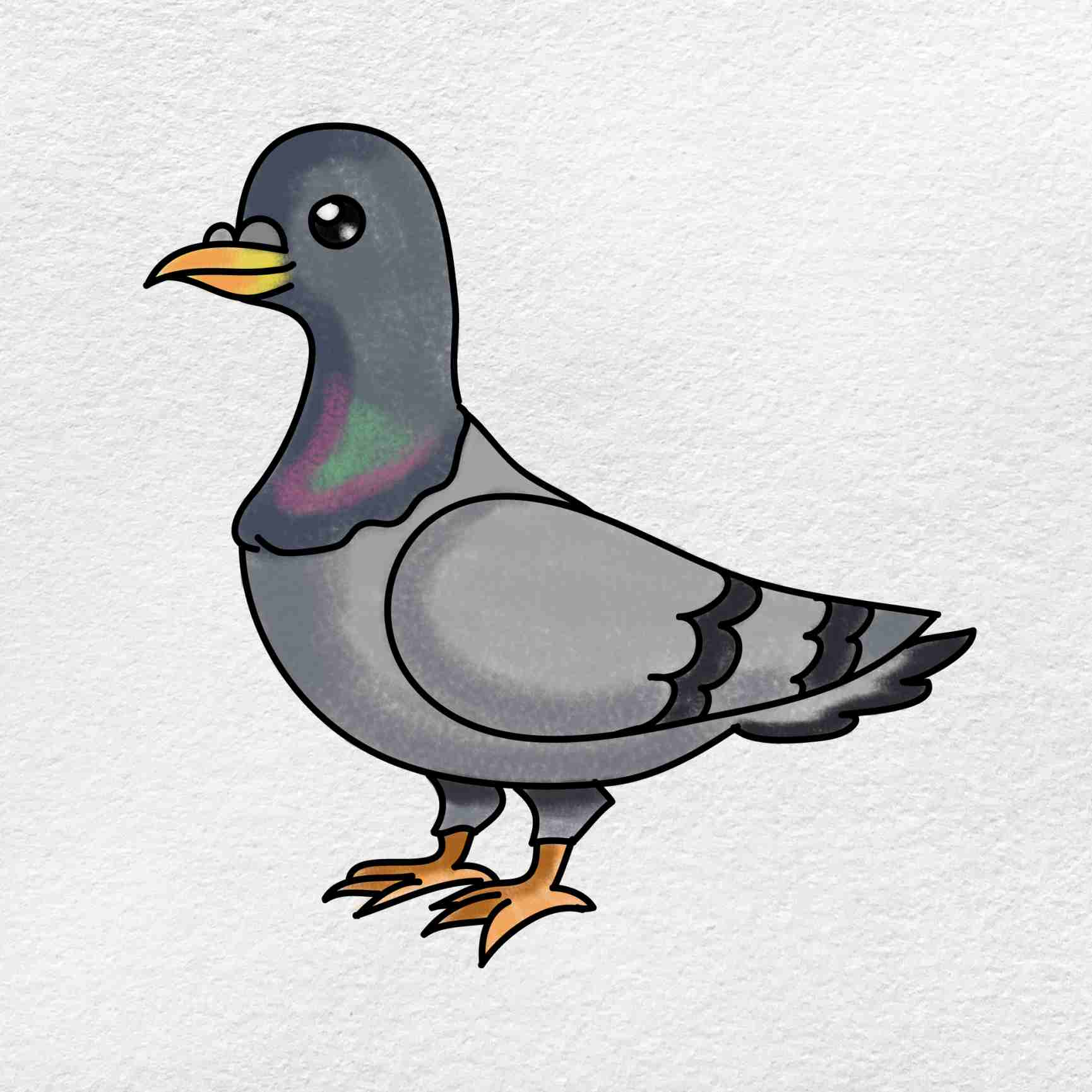 Pigeon Drawing