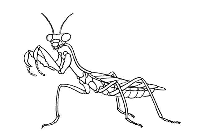 Praying Mantis Drawing Modern Sketch