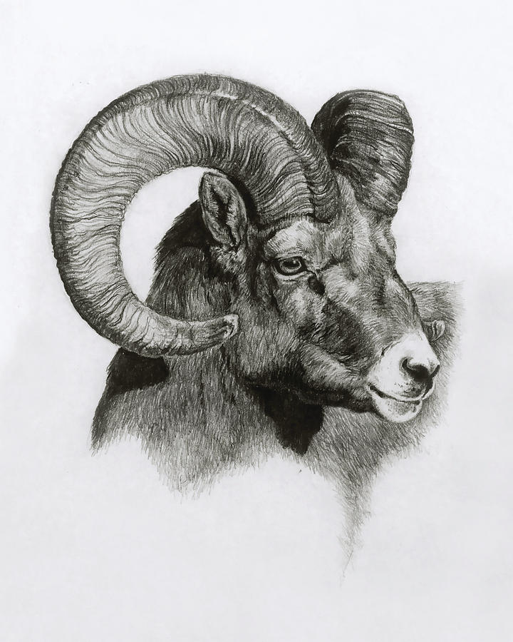 Ram Drawing Image
