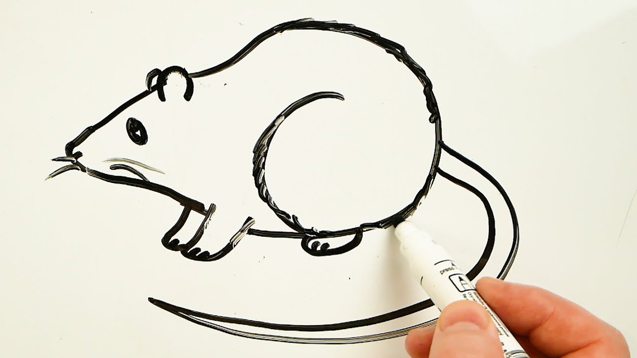 Rat Drawing Art