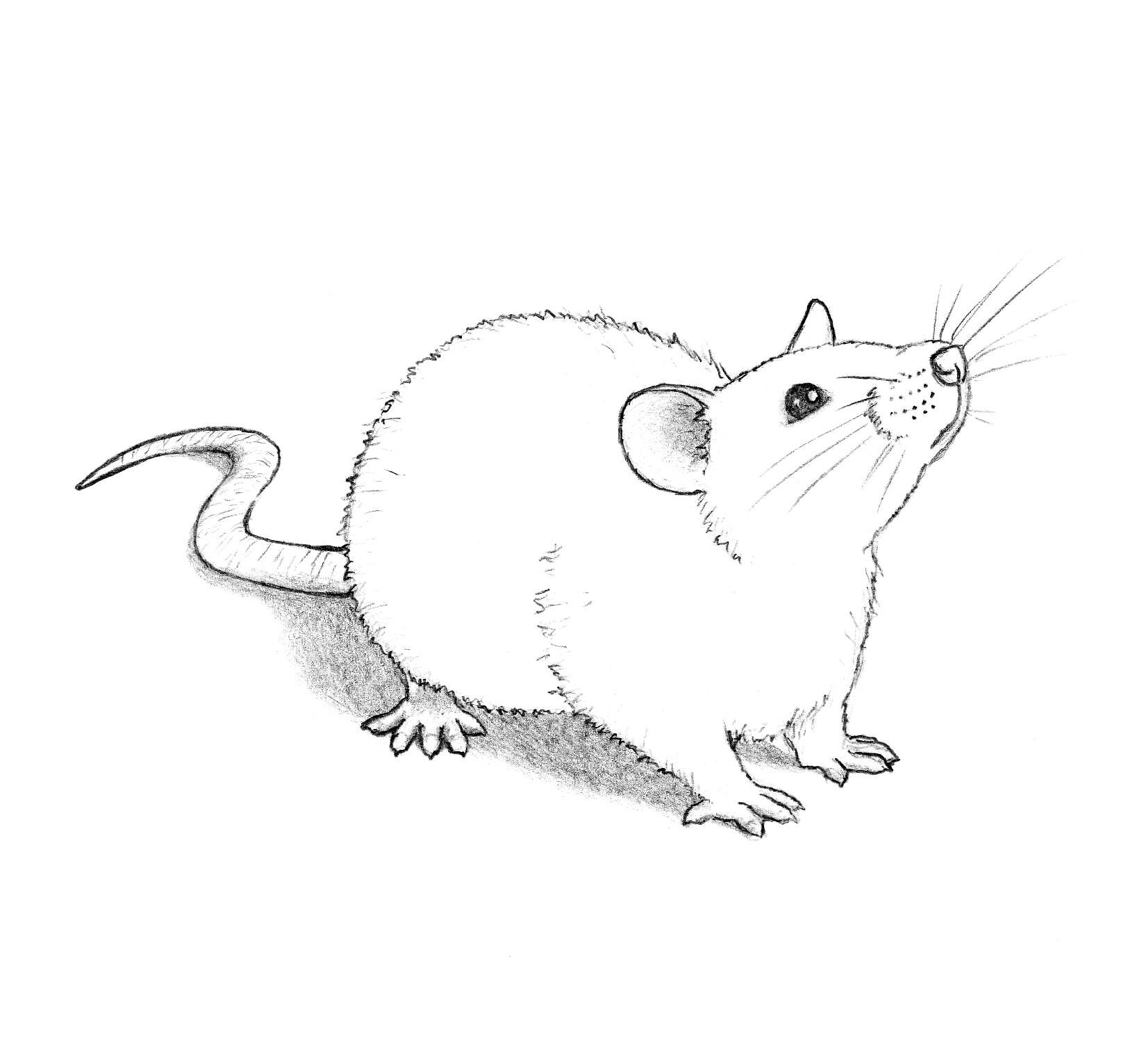 Rat Drawing Artistic Sketching