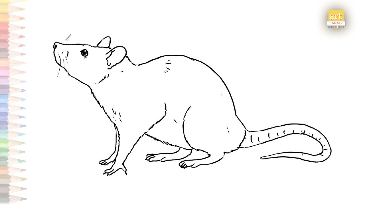 Rat Drawing Creative Style