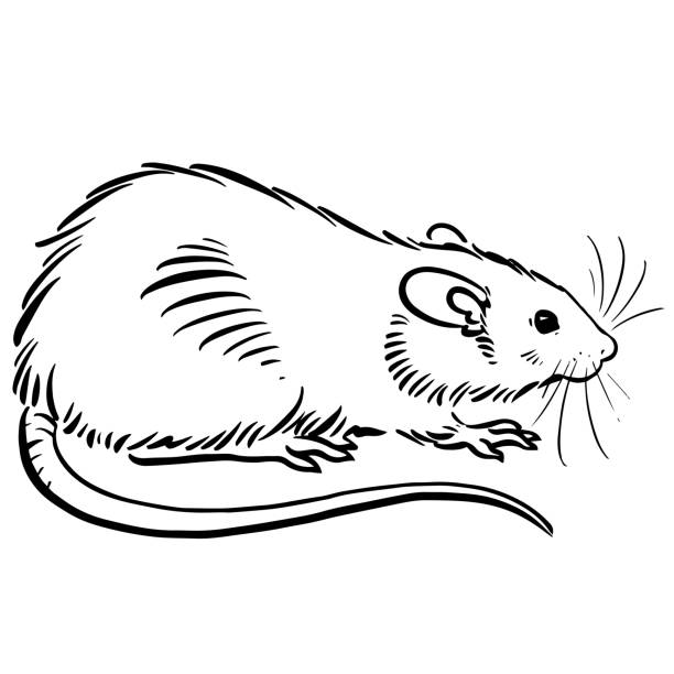 Rat Drawing Detailed Sketch