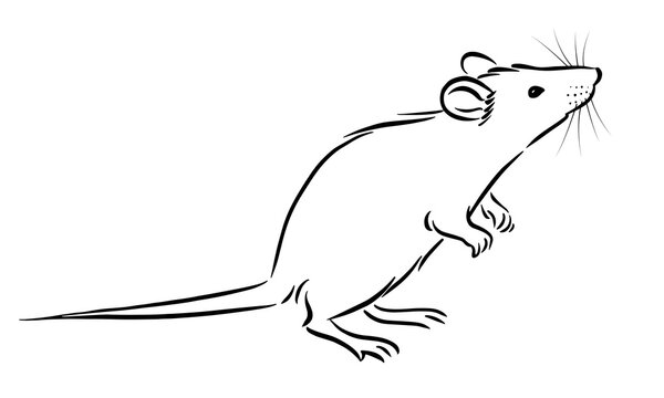 Rat Drawing Fine Art