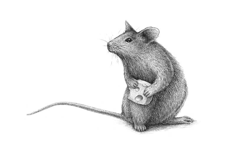 Rat Drawing Hand drawn Sketch