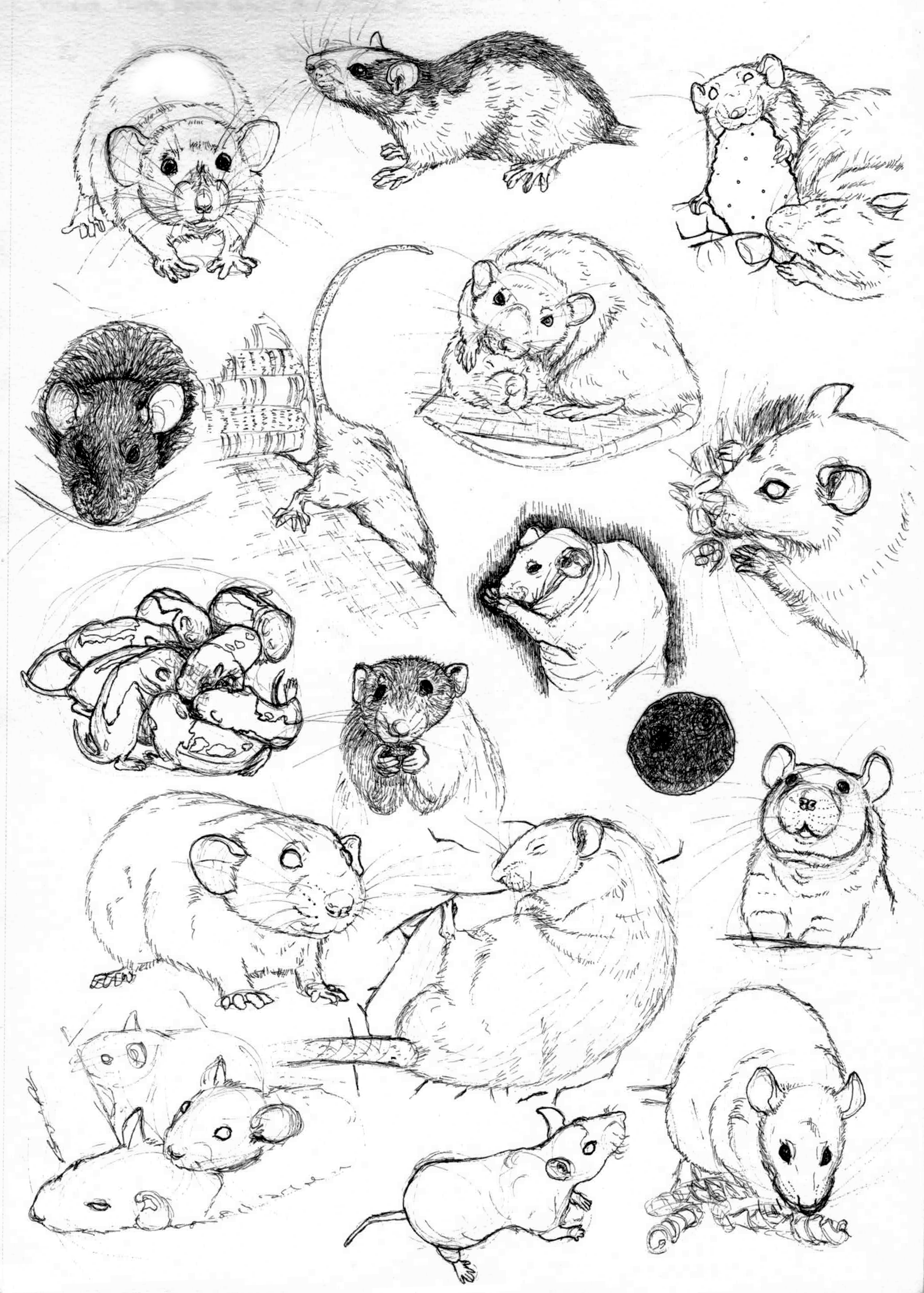 Rat Drawing Image