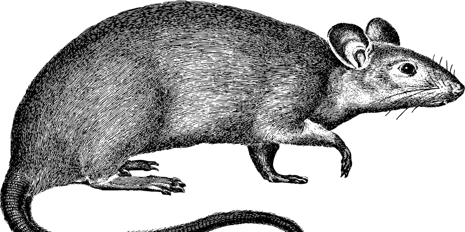 Rat Drawing Photo