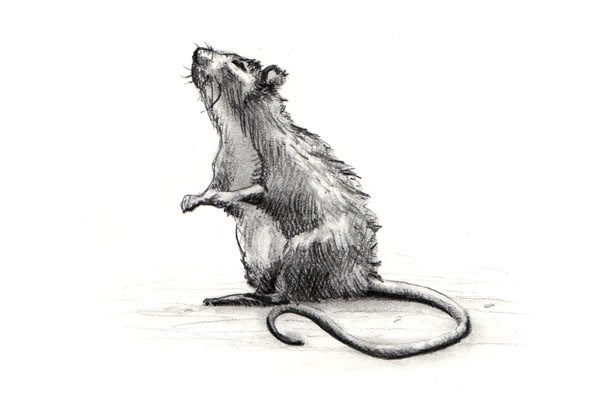 Rat Drawing Picture