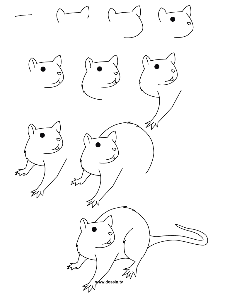 Rat Drawing Realistic Sketch