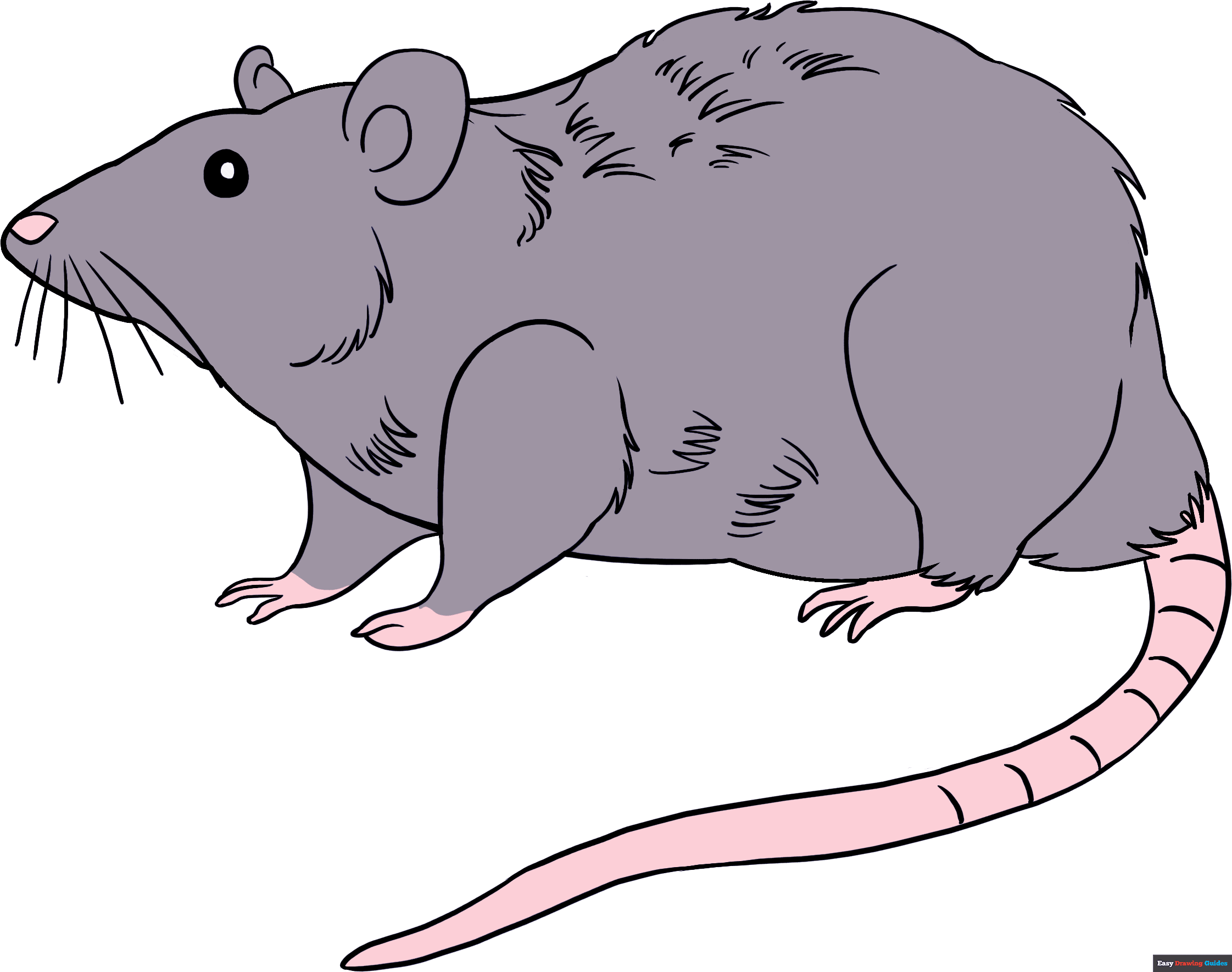 Rat Drawing Sketch