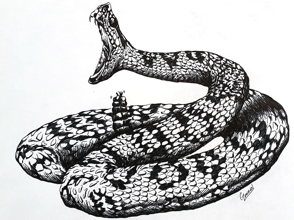 Rattlesnake Drawing Amazing Sketch