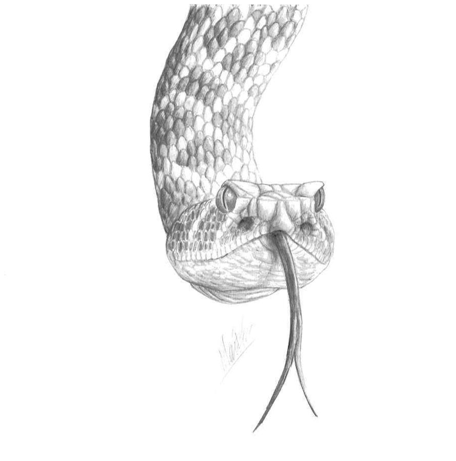 Rattlesnake Drawing Artistic Sketching