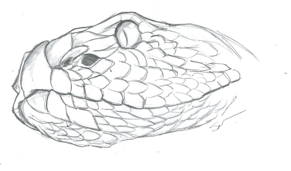 Rattlesnake Drawing Beautiful Artwork