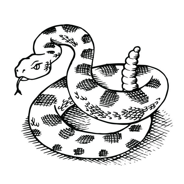 Rattlesnake Drawing Detailed Sketch