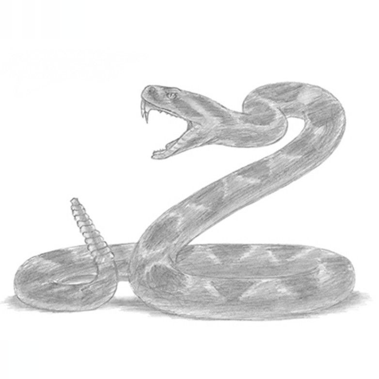 Rattlesnake Drawing Fine Art