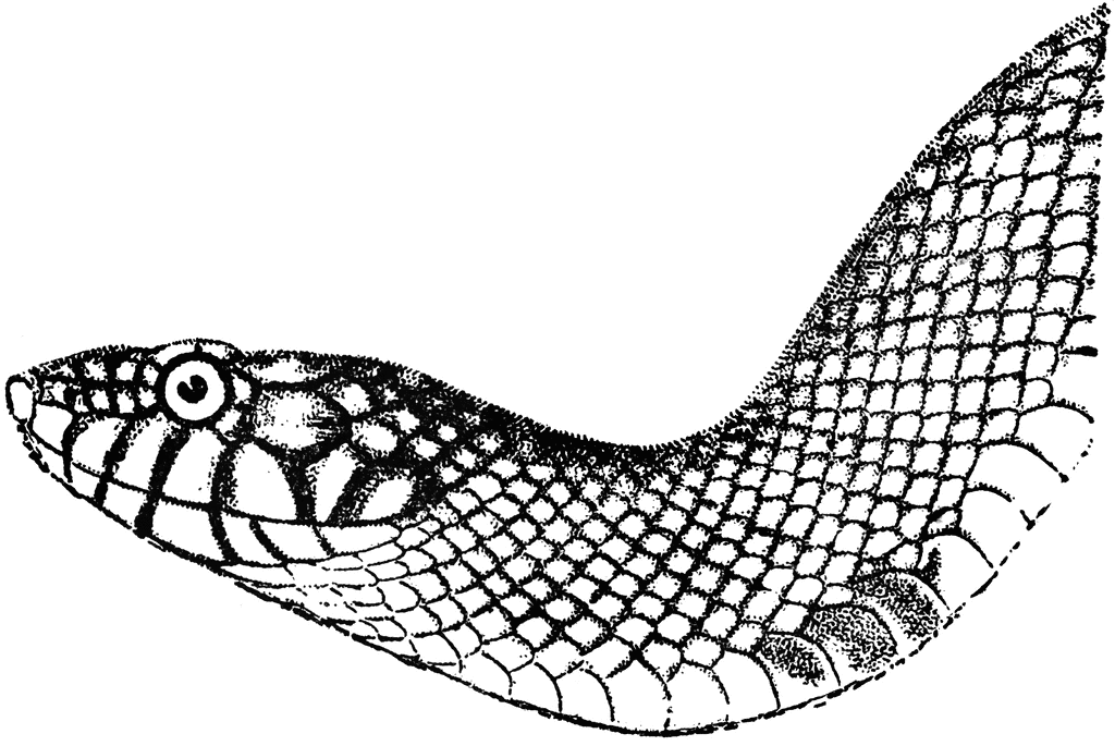 Rattlesnake Drawing Hand Drawn Sketch